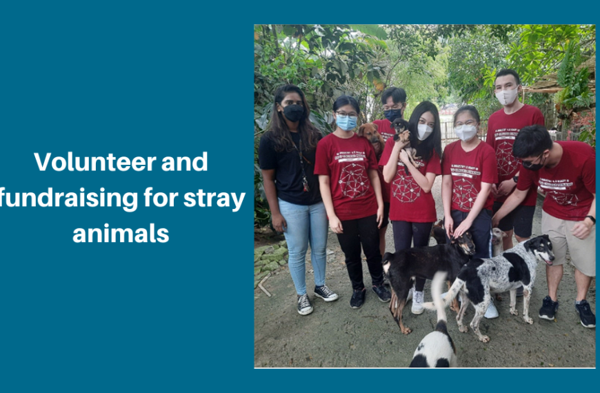 Volunteer and fundraising for stray animals